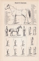 Ló I., II., egyszín nyomat 1895, német, eredeti, mozgás, felépítés, alak, forma, testrész, lovak