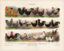 Tyúkok, színes nyomat 1904, német nyelvű, litográfia, eredeti, tyúk, fajta, madár, kakas, baromfi