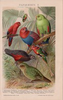 Papagáj I., litográfia 1894, színes nyomat, német nyelvű, Brockhaus, állat, madár, lóri, eredeti