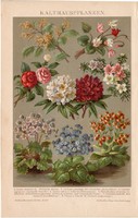 Virágok, litográfia 1893, színes nyomat, német nyelvű, növény, virág, ciklámen, kamélia, azálea