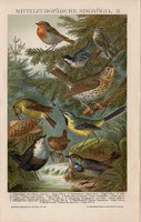 Énekes madarak II., litográfia 1895, színes nyomat, német nyelvű, Brockhaus, állat, madár, régi