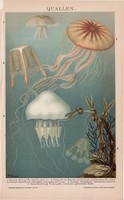 Medúza, litográfia 1894, színes nyomat, német nyelvű, Brockhaus, eredeti, tenger, óceán, állat