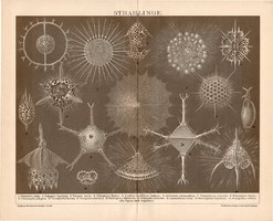 Sugárállatkák, egyszínű nyomat 1893, német, eredeti, Brockhaus, tenger, egysejtű, állat, óceán
