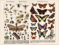 Pillangók, hártyásszárnyúak, félfedelesszárnyúak, litográfia 1920, eredeti, 32 x 41 cm, nagy méret