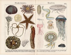 Medúzák és tüskésbőrűek, litográfia 1920, eredeti, 32 x 41 cm, nagy méret, német, latin, medúza