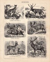 Szarvas, egyszínű nyomat 1893, német, eredeti, dámvad, őz, rénszarvas, dávid-szarvas, állat, vad