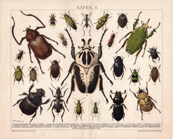 Bogár I., litográfia 1892, színes nyomat, német, Brockhaus, lexikon melléklet, állat, rovar, régi