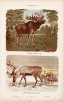 Jávorszarvas, rénszarvas és szarvas, őz, litográfia 1885, eredeti, 26 x 42 cm, nagy méret, állat