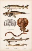 Hal, lándzsahal, cápa és argonauta, polip, tintahal, litográfia 1885, eredeti, 26 x 42 cm, állat