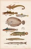Hal, angolna, lepényhal, tőkehal és kardhal, tonhal, litográfia 1885, eredeti, 26 x 42 cm, állat