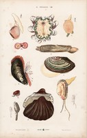 Kagyló, osztriga és zsákállat, pyrosoma, litográfia 1885, eredeti, 26 x 42 cm, nagy méret, állat