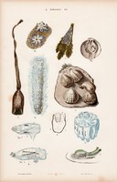 Zsákállat, pyrosoma és kagyló, osztriga, litográfia 1885, eredeti, 26 x 42 cm, nagy méret, állat