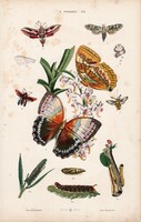 Lepke, pillangó, hernyó és lepke, pillangó, báb, litográfia 1885, eredeti, 26 x 42 cm, nagy méret