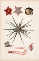 Tengeri csillag, tengeri uborka és férgek, féreg, litográfia 1885, eredeti, 26 x 42 cm, nagy méret
