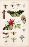 Bogár, lárva, báb, levéldarázs, lepke és pillangó, lepke, litográfia 1885, eredeti, 26 x 42 cm