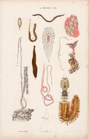 Férgek, féreg és tengeri csillag, tengeri uborka, litográfia 1885, eredeti, 26 x 42 cm, nagy méret