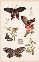Lepke, pillangó és bogár, lárva, báb, levéldarázs, lepke, litográfia 1885, eredeti, 26 x 42 cm