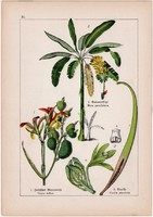 Banán, rózsanád, vanília és gyömbér, békatutaj, virágkáka, litográfia 1895, 17 x 25 cm, növény
