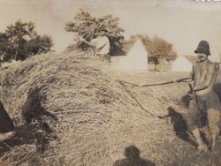 Régi fotó vintage férfi fénykép földművelés aratás