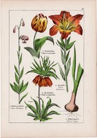 Tulipán, liliom, császárkorona és kecskefűz, rezgő nyár, éger, litográfia 1895, 17 x 25 cm, növény