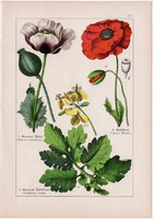 Pipacs, mák, fecskefű és kapribogyó, keltike, orvosi füstike, litográfia 1895, 17 x 25 cm, virág