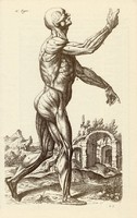 Az ember izomzata 2., anatómia, izom, test, egyszín nyomat 1978, 28 x 44 cm, nagy méret, fakszimile