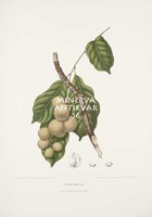  Vintage antik botanikai illusztráció - Duku, Lansium domesticum. Kitűnő minőségű reprint nyomat