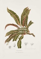  Vintage antik botanikai illusztráció - Kroton, Codiaeum variegatum. Kitűnő minőségű reprint nyomat
