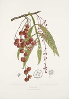  Vintage antik botanikai illusztráció - Lepisanthes alata. Kitűnő minőségű reprint nyomat