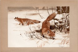 Róka, litográfia 1894, színes nyomat, eredeti, német, Brehm, állat, vörös, ragadozó, vadászat