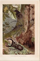 Szarvasbogár és hőscincér, litográfia 1894, színes nyomat, eredeti, német, Brehm, állat, bogár, erdő