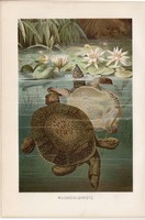 Lágyhéjú teknős, litográfia 1894, színes nyomat, eredeti, német, Brehm, állat, hüllő, Kína, Ázsia