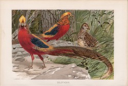 Aranyfácán, litográfia 1894, színes nyomat, eredeti, német, Brehm, állat, madár, Ázsia, fácán, Kína