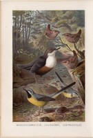 Ökörszem, hegyi billegető, litográfia 1894, színes nyomat, eredeti, német, Brehm, állat, madár