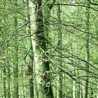 Moira Risen: A fa ékszeres doboz - Smaragd. Kortárs, szignált fine art nyomat, zöld erdő bükkfa