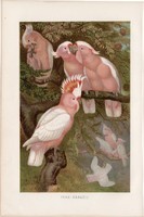 Inkakakadu, litográfia 1894, színes nyomat, eredeti, német, Brehm, állat, madár, kakadu, Ausztrália