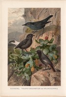 Kövirigó, hantmadár, rozsdafarkú, litográfia 1894, színes nyomat, eredeti, német, Brehm, állat madár
