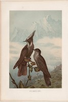 Bóbitás parámó - kolibri, litográfia 1894, színes nyomat, eredeti, német, Brehm, állat, madár,