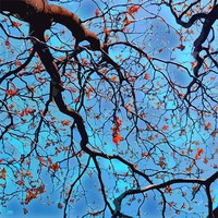 Moira Risen: A fa ékszeres doboz - Opál. Kortárs, szignált fine art nyomat, őszi korona színes levél