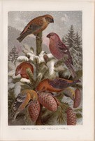 Keresztcsőrű, nagy pirók, litográfia 1894, színes nyomat, eredeti, német, Brehm, állat, madár, Ázsia
