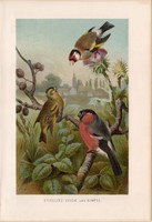 Tengelic, csíz, süvöltő, litográfia 1894, színes nyomat, eredeti, német, Brehm, állat, madár, Európa