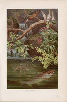 Sebes pisztráng, litográfia 1894, színes nyomat, eredeti, német, Brehm, állat, hal, folyó, Európa
