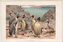 Királypingvin, litográfia 1894, színes nyomat, eredeti, német, Brehm, állat, madár, pingvin, dél