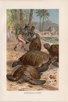 Levesteknős, litográfia 1894, színes nyomat, eredeti, német, Brehm, állat, hüllő, teknős, óceán 