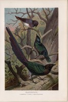 Fényseregély, litográfia 1894, színes nyomat, eredeti, német, Brehm, állat, madár, Afrika, seregély