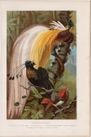 Paradicsommadár, litográfia 1894, színes nyomat, eredeti, német, Brehm, állat, madár, Új Guinea