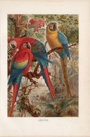 Ara papagáj, arara, litográfia 1894, színes nyomat, eredeti, német, Brehm, állat, madár, Amerika