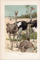 Strucc, litográfia 1894, színes nyomat, eredeti, német, Brehm, állat, madár, Afrika, dürgés, Szahara