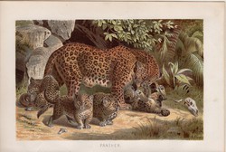 Leopárd, litográfia 1894, színes nyomat, eredeti, német, Brehm, állat, ragadozó, párduc, Afrika