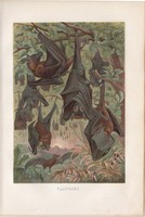 Denevér, litográfia 1894, színes nyomat, eredeti, német, Brehm, állat, repülőkutya, Afrika, Ázsia